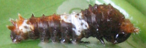 Larvae